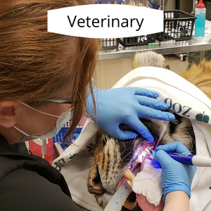 Veterinary